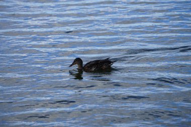 Ağustos ayında bir yaban ördeği Biesdorfer Baggersee gölünde yüzer. Yaban ördeği (