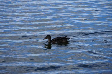 Ağustos ayında bir yaban ördeği Biesdorfer Baggersee gölünde yüzer. Yaban ördeği (