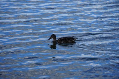 Ağustos ayında bir yaban ördeği Biesdorfer Baggersee gölünde yüzer. Yaban ördeği (