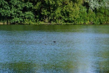 Ağustosta Biesdorfer Gölü 'nde ördek yüzer. Tüylü ördek ya da tütsülenmiş pochard (Aythya fuligula), bir milyona yakın kuş nüfusuna sahip bir ördek türüdür. Berlin, Almanya
