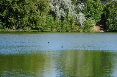 Ağustosta Biesdorfer Gölü 'nde yüzen iki ördek. Tüylü ördek ya da tütsülenmiş pochard, Aythya fuligula, küçük bir dalış ördeğidir. Berlin, Almanya 
