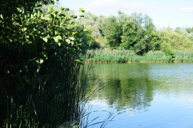 Ağustosta Biesdorfer Baggersee Gölü kıyısında Epilobium hirsutum pembe çiçeklerle çiçek açar. Epilobium hirsutum, Onagraceae familyasına ait bir bitki türü. Berlin, Almanya