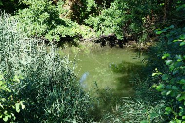 Biesdorfer Baggersee Gölü manzarası ağustosta muhteşem bir bitki örtüsüyle çevrilidir. Berlin, Almanya