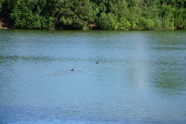 Tüylü ördek, Aythya fuligula ve Avrasyalı ördek Fulica atra, Ağustos ayında Biesdorfer Baggersee Gölü 'nde yüzerler. Berlin, Almanya 