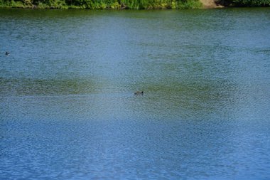 Tüylü ördek, Aythya fuligula ve Avrasyalı ördek Fulica atra, Ağustos ayında Biesdorfer Baggersee Gölü 'nde yüzerler. Berlin, Almanya 