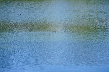 Tüylü ördek, Aythya fuligula ve Avrasyalı ördek Fulica atra, Ağustos ayında Biesdorfer Baggersee Gölü 'nde yüzerler. Berlin, Almanya 