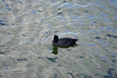 Fulica atra Ağustos ayında Biesdorfer Baggersee gölünde yüzer. Avrasya yaban ördeği (