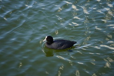 Fulica atra Ağustos ayında Biesdorfer Baggersee gölünde yüzer. Avrasya yaban ördeği (
