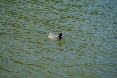 Fulica atra Ağustos ayında Biesdorfer Baggersee gölünde yüzer. Avrasya yaban ördeği (