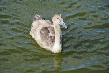 Genç, kahverengi dilsiz bir kuğu Ağustos ayında Biesdorfer Baggersee gölünde yüzer. Dilsiz kuğu (