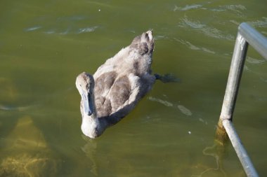 Genç, kahverengi dilsiz bir kuğu Ağustos ayında Biesdorfer Baggersee gölünde yüzer. Dilsiz kuğu (