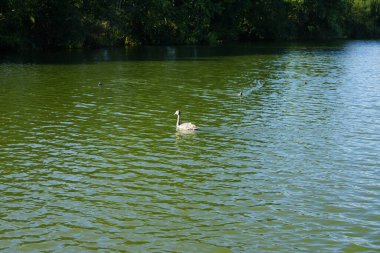 Genç, dilsiz kuğu, Cygnus olor ve Avrasyalı öküzler, Fulica atra, Ağustos ayında Biesdorfer Baggersee Gölü 'nde yüzerler. Berlin, Almanya 