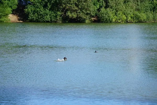 Tüylü ördek, Aythya fuligula ve Avrasyalı ördek Fulica atra, Ağustos ayında Biesdorfer Baggersee Gölü 'nde yüzerler. Berlin, Almanya 