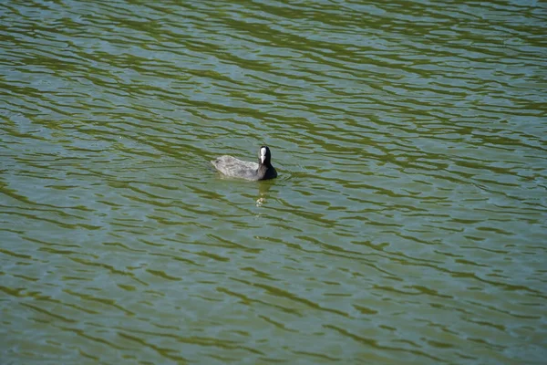 Fulica atra Ağustos ayında Biesdorfer Baggersee gölünde yüzer. Avrasya yaban ördeği (