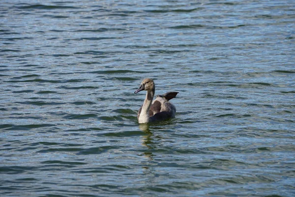 Genç, kahverengi dilsiz bir kuğu Ağustos ayında Biesdorfer Baggersee gölünde yüzer. Dilsiz kuğu (