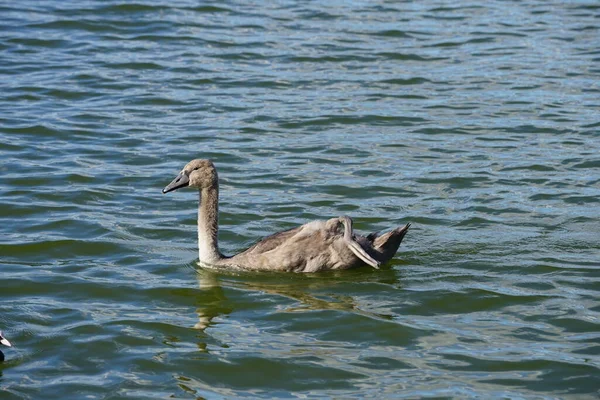 Genç, kahverengi dilsiz bir kuğu Ağustos ayında Biesdorfer Baggersee gölünde yüzer. Dilsiz kuğu (