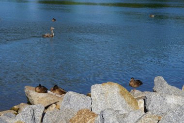 Genç, dilsiz kuğu, Cygnus olor, ve yaban ördekleri, Anas platyrhynchos, Ağustos ayında Biesdorfer Baggersee gölünde yaşar. Berlin, Almanya 