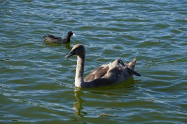 Genç, dilsiz kuğu, Cygnus olor, ve Avrasyalı ördek Fulica atra, Ağustos ayında Biesdorfer Baggersee Gölü 'nde yüzerler. Berlin, Almanya 