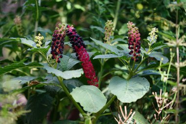 Phytolacca acinosa ağustosta yetişir. Phytolacca acinosa, Phytolaccaceae familyasından bir bitki türü. Berlin, Almanya