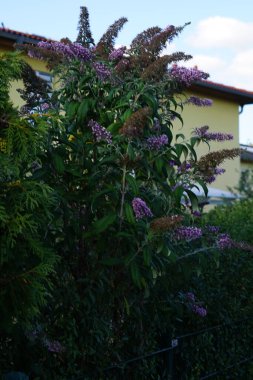 Buddleja davidii 'Mavi İmparatorluk' ağustosta çiçek açar. Buddleja davidii ya da Buddleia davidii, Scrophulariaceae familyasından bir bitki türü. Berlin, Almanya 