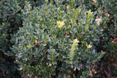 Vespula vulgaris eşekarısı ağustosta Buxus sempervirens çalılığında oturur. Vespula vulgaris, Vespidae familyasından bir eşek arısı türü. Berlin, Almanya