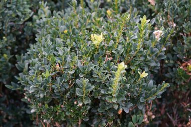 Vespula vulgaris eşekarısı ağustosta Buxus sempervirens çalılığında oturur. Vespula vulgaris, Vespidae familyasından bir eşek arısı türü. Berlin, Almanya