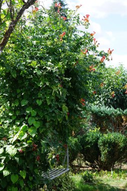 Kampüs radyanları ağustosta çiçek açar. Kamp radyanları, trompet asması, trompet sarmaşığı, trompet sarmaşığı, inek sarmaşığı veya sinekkuşu sarmaşığı, Bignoniaceae familyasından bir bitki türüdür. Berlin, Almanya