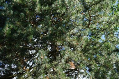 Pinus sylvestris ağustosta büyür. Pinus sylvestris, çamgiller (Pinaceae) familyasından bir çam ağacı türü. Berlin, Almanya