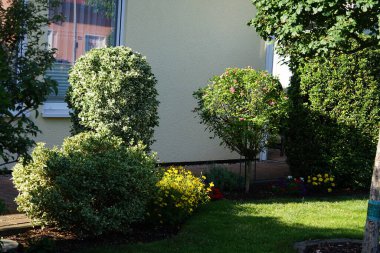 Ağustosta Osmanthus heterophyllus, Euonymus japonicus, ağaç gülü ve diğer bitkiler bahçede yetişir. Berlin, Almanya