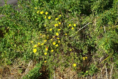 Potentilla fruticosa 'Kobold' ağustosta altın sarısı çiçeklerle açar. Potentilla, Rosaceae familyasından bir bitki türü. Berlin, Almanya 