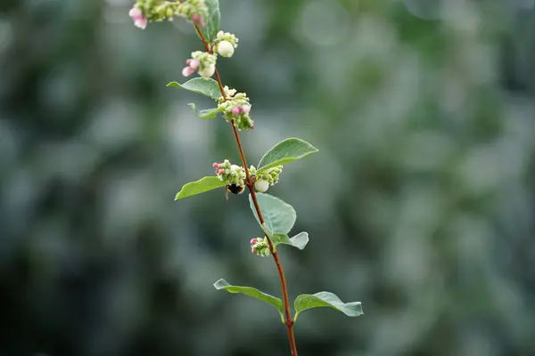 Yabanarısı Bombus Terrestris Ağustos 'ta Symphoricarpos Albus' ta oturur. Bombus terrestris en çok sayıda yaban arısı türünden biridir. Berlin, Almanya 