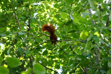 Bir Avrasya kızıl sincabı bir Corylus avellana ağacının dalına oturur ve fındık kemirir. Kızıl sincap ya da Avrasya kırmızı sincabı (