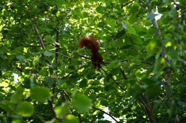 Bir Avrasya kızıl sincabı bir Corylus avellana ağacının dalına oturur ve fındık kemirir. Kızıl sincap ya da Avrasya kırmızı sincabı (