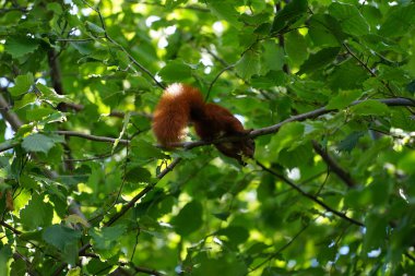 Bir Avrasya kızıl sincabı bir Corylus avellana ağacının dalına oturur ve fındık kemirir. Kızıl sincap ya da Avrasya kırmızı sincabı (