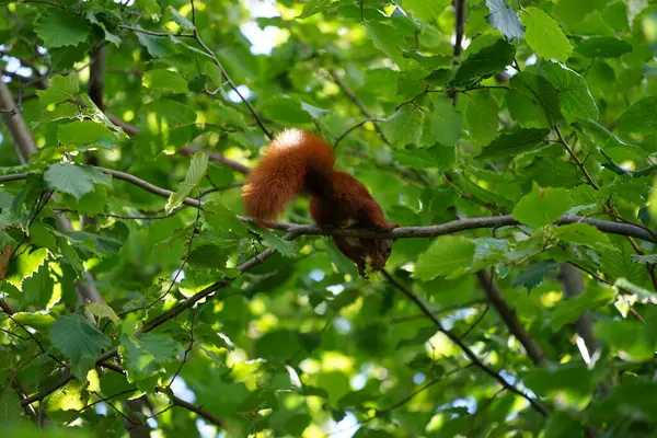 Eurasian Red Squirrel Sits Branch Corylus Avellana Tree Gnaws Hazelnuts Stock Photo