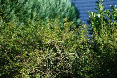 Serçeler ağustosta Ligustrum vulgare çalılıklarında otururlar. Ev serçesi, Passer domesticus, Serçe familyasından bir kuş türü. Berlin, Almanya 