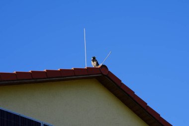 Ağustos ayında bir Corvus Cornix kuşu bir evin çatısında oturur. Kapüşonlu karga (
