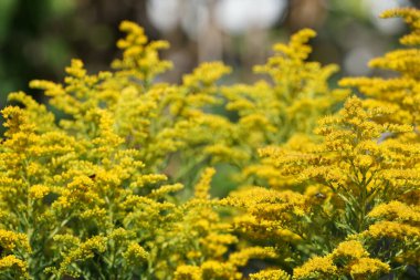 Solidago canadensis ağustosta çiçek açar. Solidago canadensis, Asteraceae familyasından uzun ömürlü bir bitki türü. Berlin, Almanya