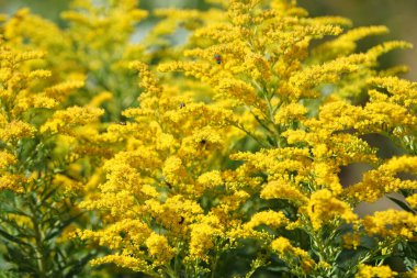 Solidago canadensis ağustosta çiçek açar. Solidago canadensis, Asteraceae familyasından uzun ömürlü bir bitki türü. Berlin, Almanya