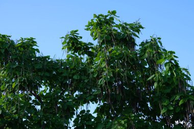Ağustosta meyveli katalpa bignonioidleri yetişir. Katalpa bignonioides, Katalpa, sigara ağacı ve Hint fasulye ağacı, Katalpa 'nın bir türüdür. Berlin, Almanya 