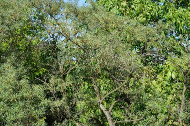 Ağustosta meyveli su aygırı rhamnoidleri büyür. Hippophae rhamnoides, Elaeagnaceae familyasından bir bitki türü. Berlin, Almanya 