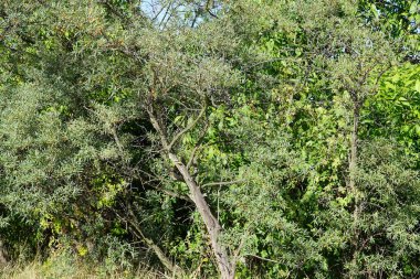 Ağustosta meyveli su aygırı rhamnoidleri büyür. Hippophae rhamnoides, Elaeagnaceae familyasından bir bitki türü. Berlin, Almanya 