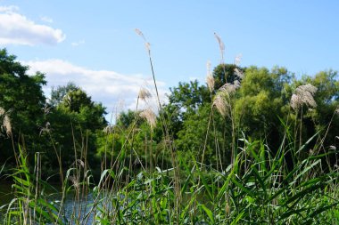 Ağustos ayında Wuhlesee Gölü yemyeşil bitki örtüsüyle çevrilidir. Wuhlebecken, Almanya 'da Berlin eyaletinde yer alan bir göldür.