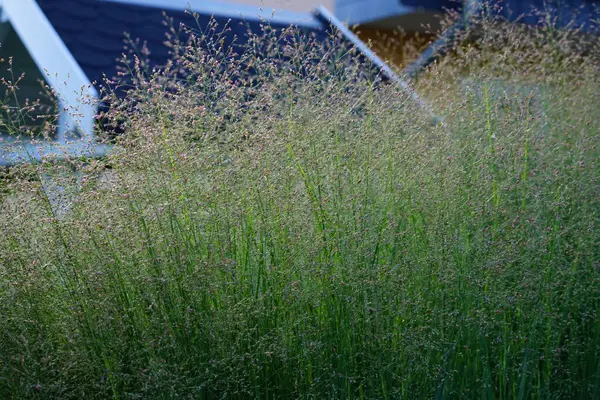 Panikleyen virgatum, ağustos ayında çitin yanında çitlerin süslendiği uzun otlar olarak çiçek açar. Panicum virgatum (panicum virgatum), uzun ömürlü bir sıcak mevsim bitkisidir. Berlin, Almanya