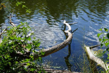 Ağustos ayında Wuhlesee Gölü yemyeşil bitki örtüsüyle çevrilidir. Wuhlebecken, Almanya 'da Berlin eyaletinde yer alan bir göldür.