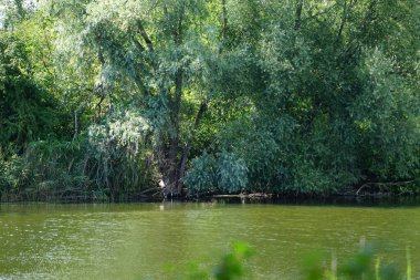 Ağustos ayında Wuhlesee Gölü yemyeşil bitki örtüsüyle çevrilidir. Wuhlebecken, Almanya 'da Berlin eyaletinde yer alan bir göldür.