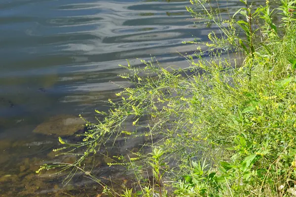 Melilotus officinalis Ağustos ayında Wuhlesee Gölü kıyısında sarı çiçeklerle çiçek açar. Melilotus officinalis (tatlı sarı yonca, sarı melilot, tırtıklı melilot ve sıradan melilot) baklagiller (Felidae) familyasından bir baklagil türüdür. Berlin, Almanya