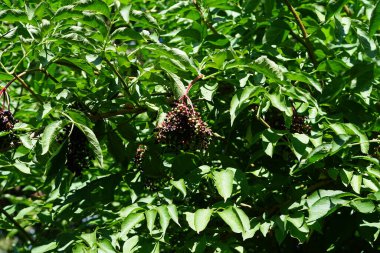 Sambucus zencisi ağustosta meyve yetiştirir. Sambucus nigra, yaşlı, elderberry, siyah yaşlı, Avrupa yaşlısı, Avrupa mürver böğürtleni, Avrupa siyah mürver böğürtlenleri ve tramvay çiçeği kompleksi. Berlin, Almanya