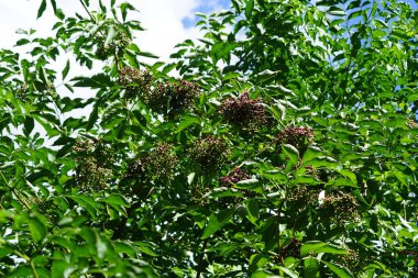 Sambucus zencisi ağustosta meyve yetiştirir. Sambucus nigra, yaşlı, elderberry, siyah yaşlı, Avrupa yaşlısı, Avrupa mürver böğürtleni, Avrupa siyah mürver böğürtlenleri ve tramvay çiçeği kompleksi. Berlin, Almanya