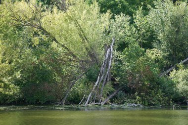 Ağustos ayında Wuhlesee Gölü yemyeşil bitki örtüsüyle çevrilidir. Wuhlebecken, Almanya 'da Berlin eyaletinde yer alan bir göldür.